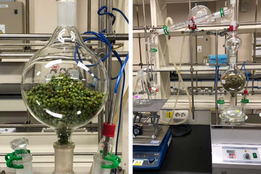 将韩国特有芳香植物加工成原料